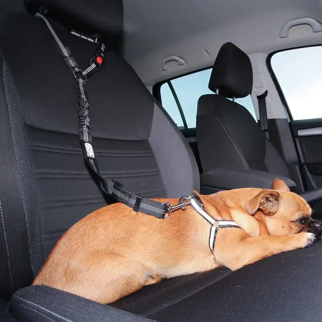 Safe Car Leash